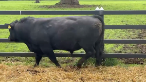  1 Toro