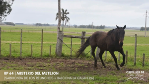 Misterio del Metejon — Escritorio Alori y Cia.