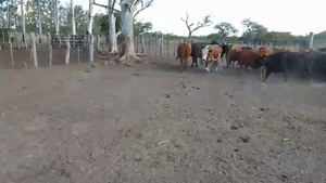  43 Vacas CUT preñadas en Federal, Entre Ríos