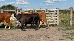  55 Vacas de invernar