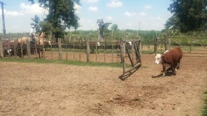  40 Novillitos Braford en Pilar, Santa Fe