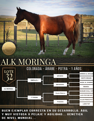  ALK MORINGA