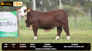  LOTE 4