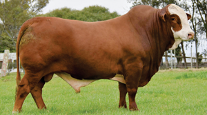 GAUCHO
