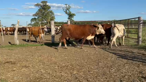  16 Vacas de invernar