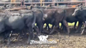  110 Terneras a término