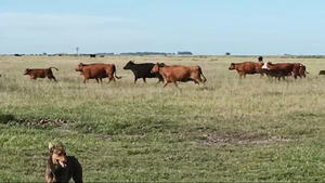  75 Terneros en Laprida A TÉRMINO