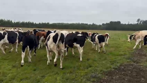  55 Novillo Engorda en Puerto Varas, X Región Los Lagos