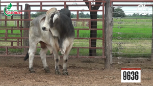  Toros Brahman