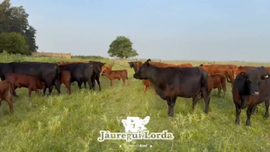  21 Vacas usadas paridas