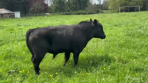  1 Toro