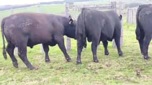 Toros SA — Escritorio Dutra LTDA.