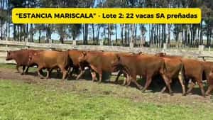 VACAS RED ANGUS SA PREÑADAS (LOTE 2) — Escritorio Dutra LTDA.