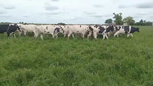  33 Vaquillonas preñ Holando Argentino Villa San Jose, Santa Fe