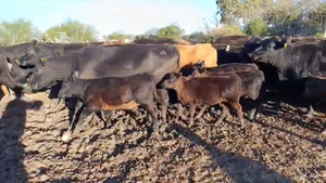  58 VACAS AL CTE USADAS