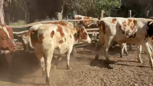  26 Novillo Engorda en Melipilla, Región Metropolitana