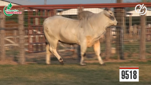  Brahman