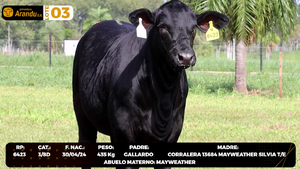  LOTE 3