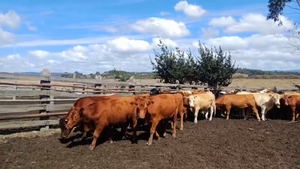  59 Novillo Engorda en Los Sauces, IX Región Araucanía