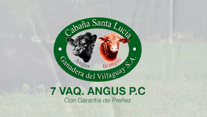  7 Vaquillonas PC preñadas