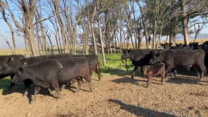  38 Vacas nuevas C/ cria en San Vicente, Buenos Aires