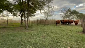  21 Vaquillonas C/ gtia de preñez