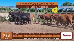  Lote 17