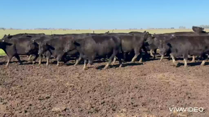  70 Vacas C/ gtia de preñez NUEVAS Y MEDIO USO