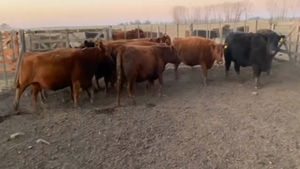  9 Vacas medio uso en Chivilcoy, Buenos Aires