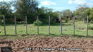  11 Terneras en Agraciada, Soriano