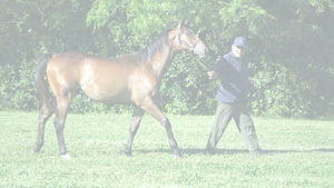  RED BLUES (LUTHIER BLUES - RED PIN) 