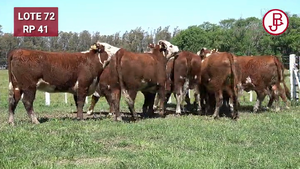 VAQUILLONAS PREÑADAS Polled Hereford -PARICION OTOÑO 2024-