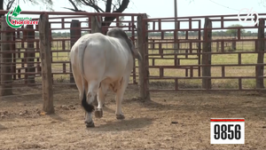  Brahman