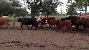  60 Vacas nuevas C/ cria