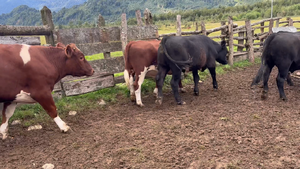  50 Novillo Engorda en Aysén, XI Región Aysén