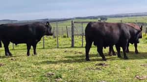 Toros SA — Escritorio Dutra LTDA.
