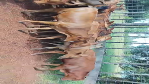  60 Terneros/as en Misiones, Posadas