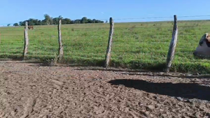  32 Vacas de invernar