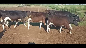  22 Terneros Holando Argentino en Tacural, Santa Fe