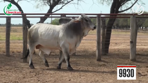  Brahman