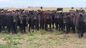 Hembras - Huinca Renancó Cba — CAMPOS Y GANADOS S.A.