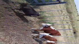  25 Vacas con Cría  en Buenos Aires, Villarino