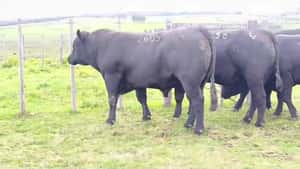 Toros SA — Escritorio Dutra LTDA.