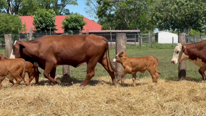  22 Vacas con Cría 