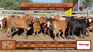  Lote 8