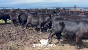  110 Terneros a término