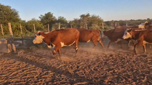  33 Vacas de invernar en Corrientes, Curuzú-Cuatiá