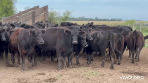  35 Vacas medio uso C/ gtia de preñez