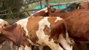  26 Novillo Engorda en La Ligua, V  Región Valparaíso