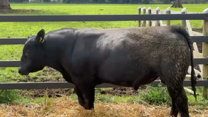  1 Toro